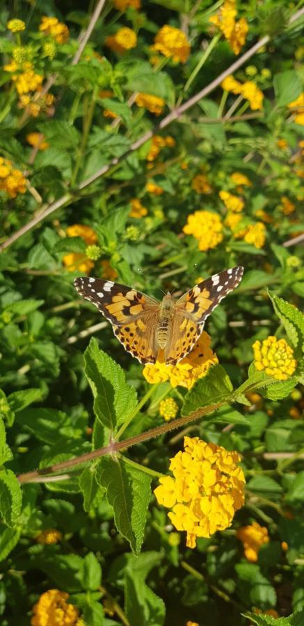 Frühstückspension Mariposa 3*