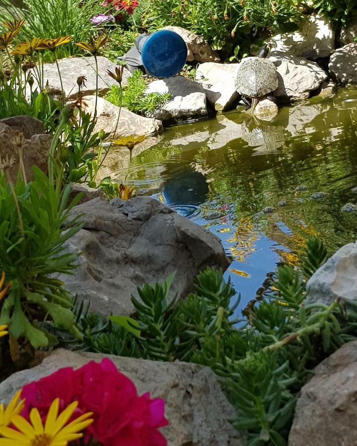 Mariposa San Vito Lo Capo